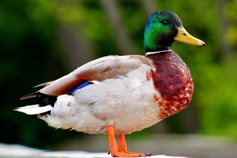 MM Trading Algo - Team 4