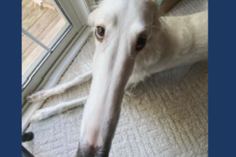 Borzoi Scheduler