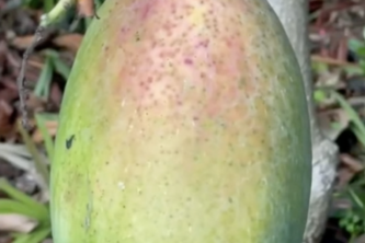 Mango ripeness testing and product suggestions