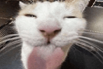 Silly Cat