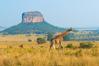 Wildlife Learning for Kids