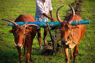 farming assistant web service