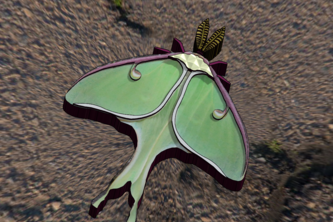 Luna Moth