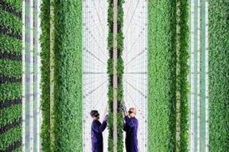 Vertical Farming and Urban Agriculture 