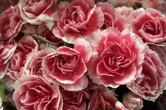 Vesuvius Challenge Grand Prize 