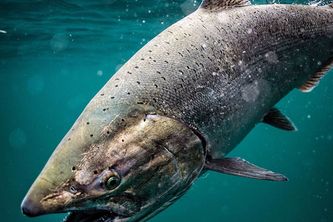 The Future of the Chinook Salmon