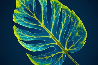 Carbon Footprint Calculator