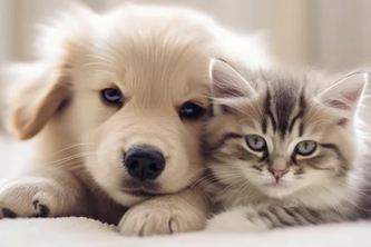 AdopTails