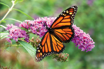 Monarch Butterfly Population Decline