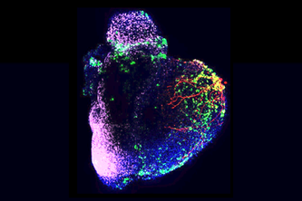 RAG Regeneration of Human Heart