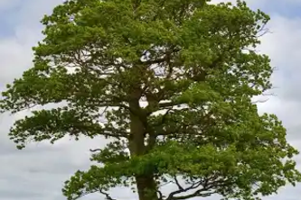 Tree Inventorisation