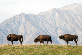 Wild Sky Financial Estimation Tool For Ranchers