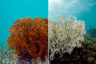 Coral Bleaching Prediction