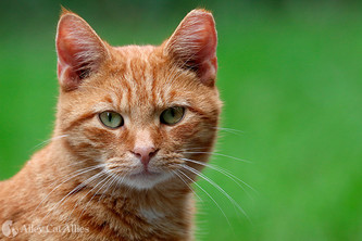CATSHIELD