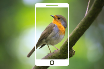 MyBirdy