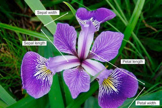 Iris flower classfier