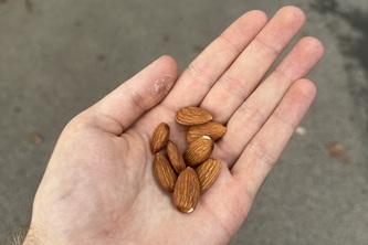 A.I. - Almond Intelligence