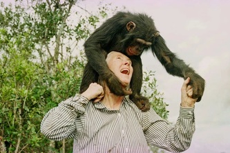 Primate Genius Project - Tribute to Jane Goodall