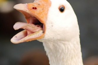 Advertisement-Feature-Extraction