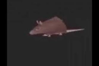 RatVision