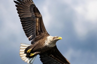 Eagle Vision: A Story of Identity and Rebirth