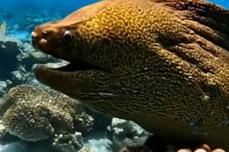 Dreams of the Deep: Hawaii’s AI Ocean Spirit