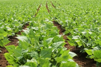 AGRISAFE
