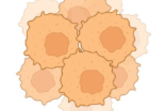 NSMPAnalysis: A Risk Prediction Model for Endometrial Cancer