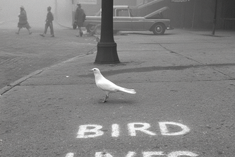 Bird Lives