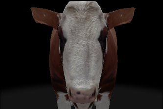 What the cow doing!?