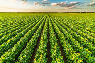 Smart Crop