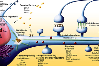 NeoGenesis: Dendrite Nexus