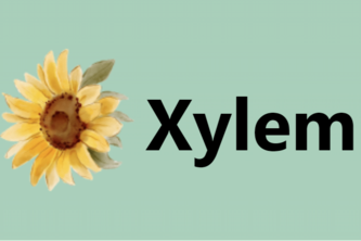 Xylem