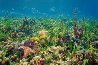 Coral Health Detector Website