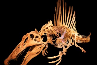 FossilFrame