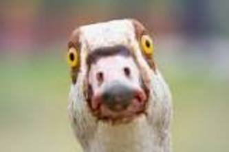 QuackThat!