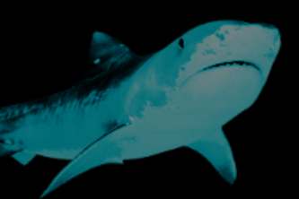 Marine Biology Website