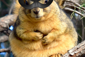 SpySquirrel