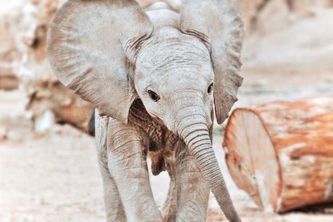 The Tembo Project 