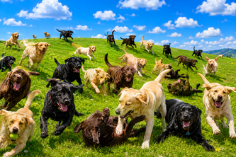 Labrador – Collaborative AI Prompting