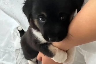 PawVerse-Mittens AI