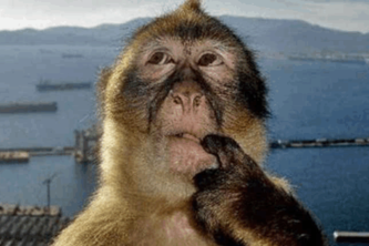 MonkeHarvest