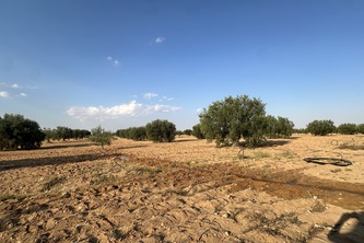 Saqi