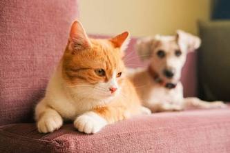 PawPrint:AI Pet Finder
