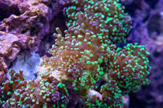 ReefGuard AI