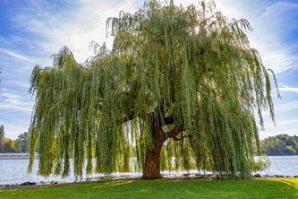 Eco-Health Schedule Agent - Willow