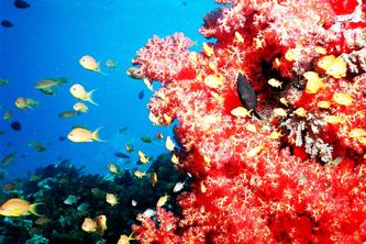 Coral Lookout