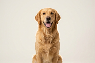 pawsMatch