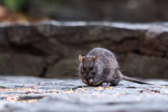 The NYC Rodent Gap