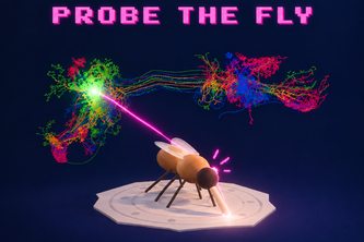 Probe the Fly